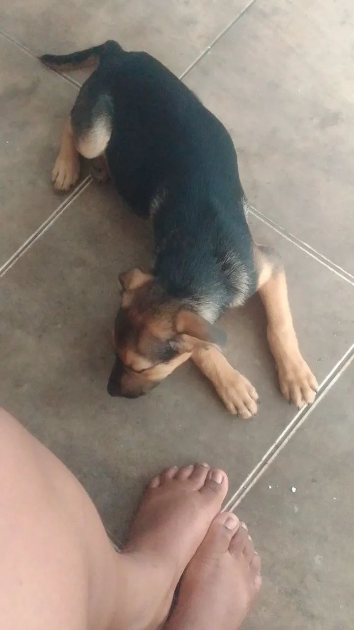 Cachorros  - Foto 3