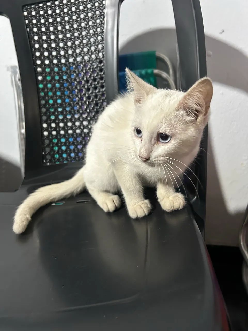 doar gato  - Foto 4