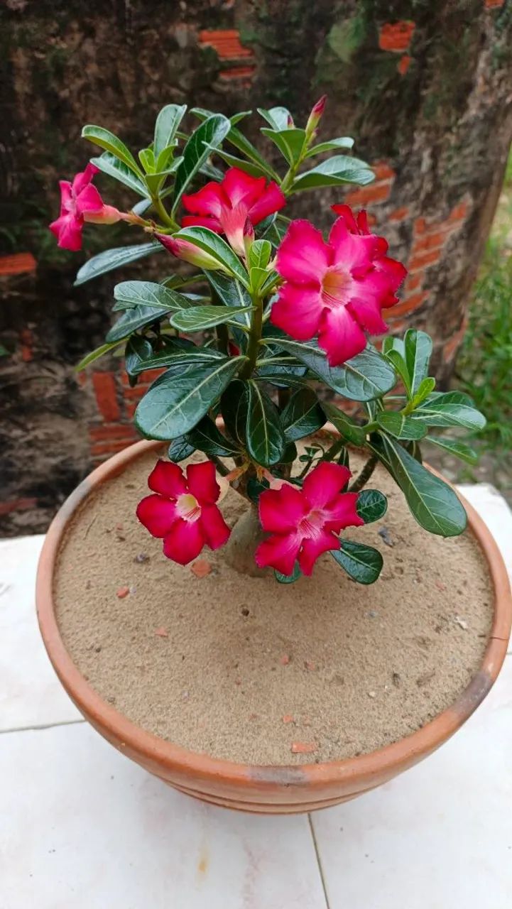 Rosa do deserto ?