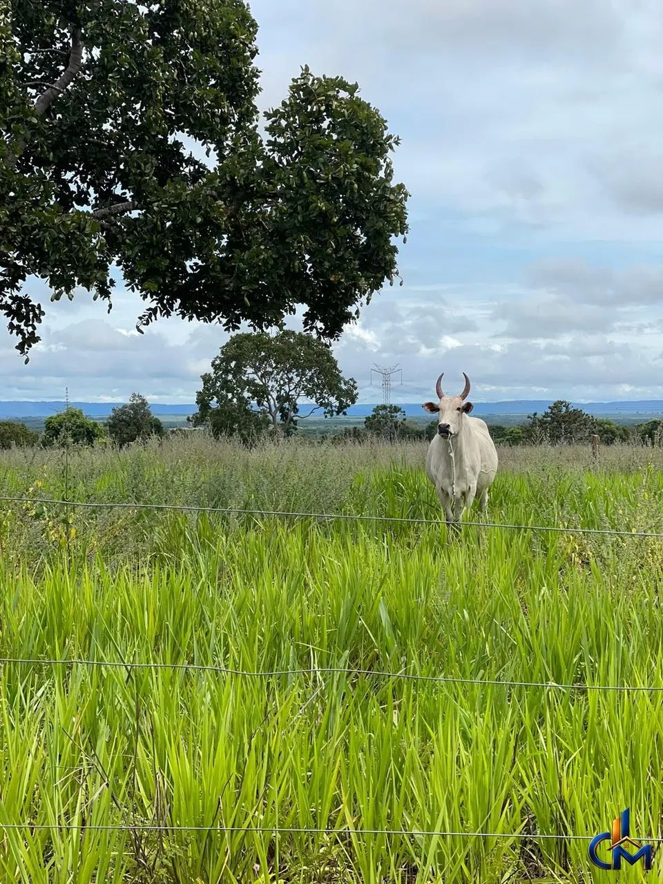 Fazenda em Jangada - Foto 4