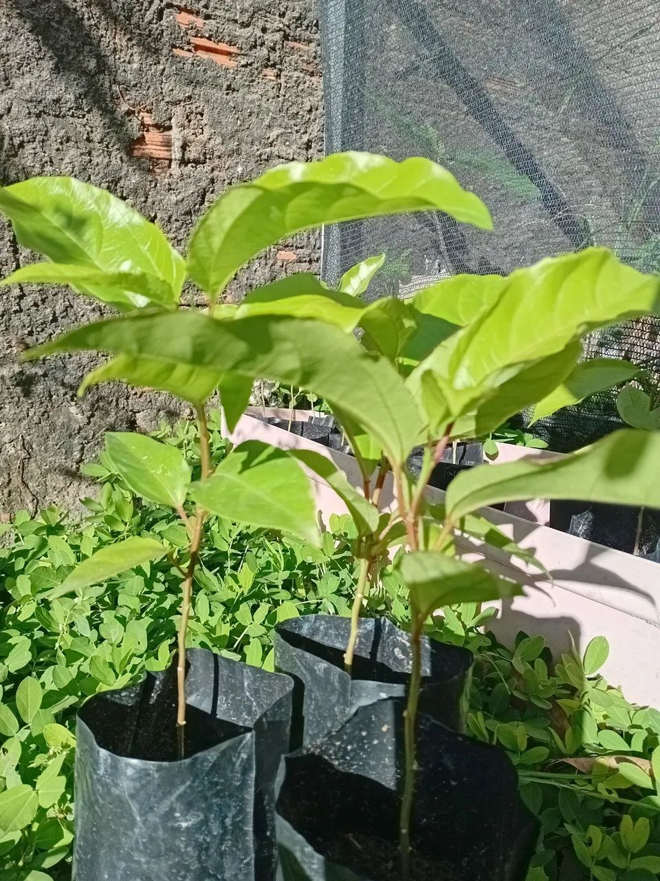 Mudas de Maracujá - Foto 3