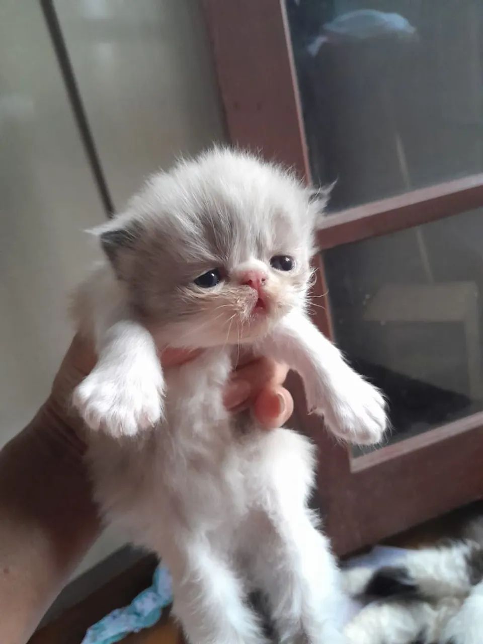 Gatinhos ( persas ) - Foto 3