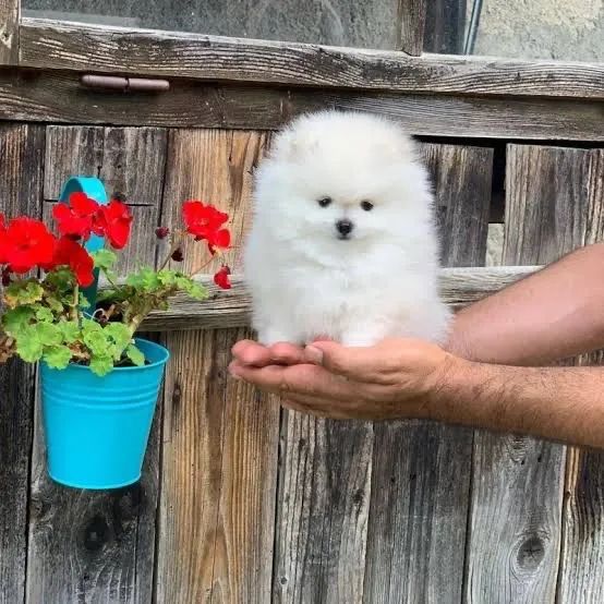 Filhotes de Lulu da Pomerania Spitz Alemão