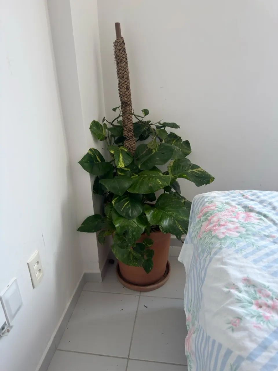 Planta  - Foto 3