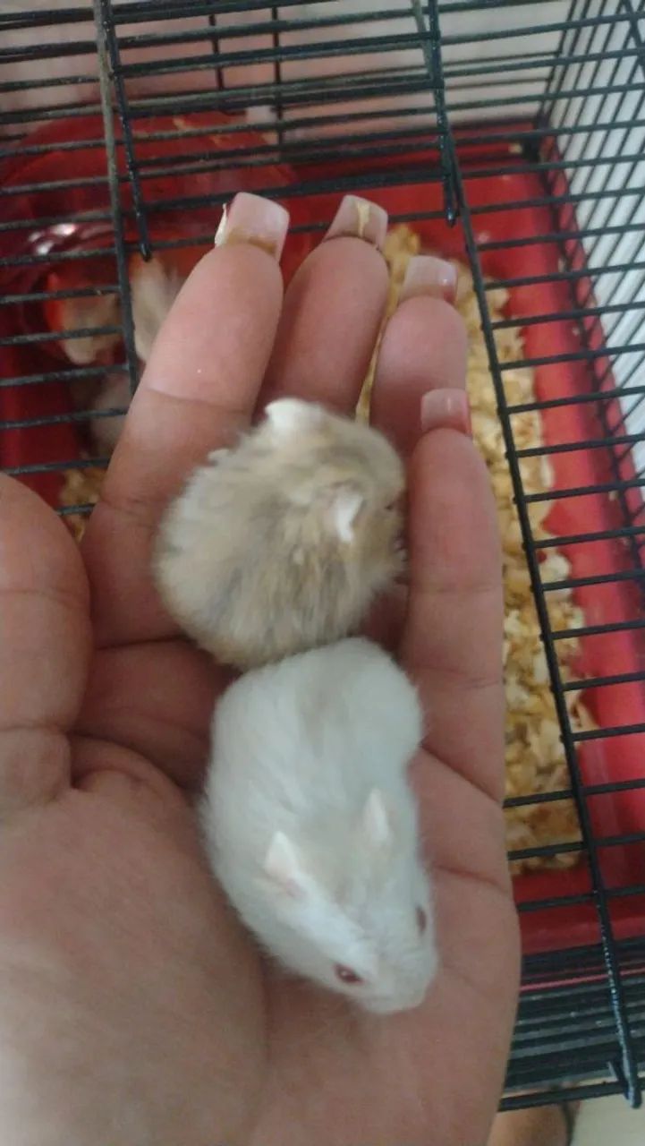 Hamster Anão russo filhotes - Foto 4