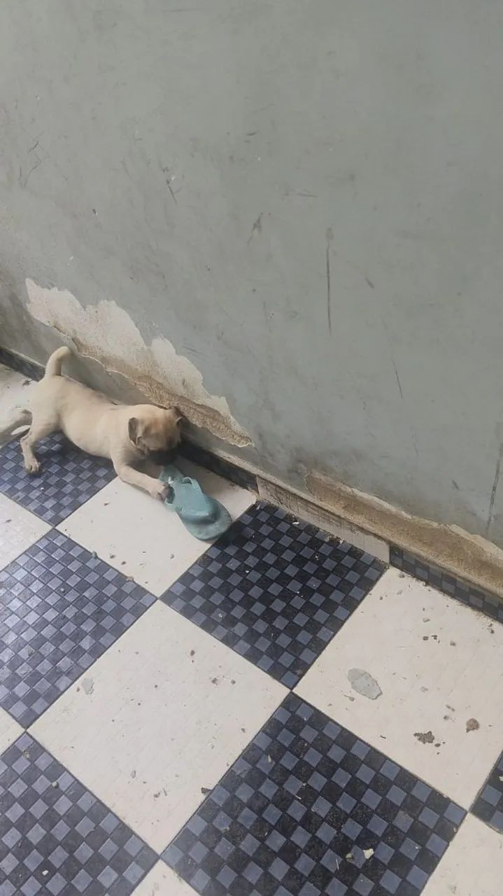 Vende_se um Pug - Foto 2