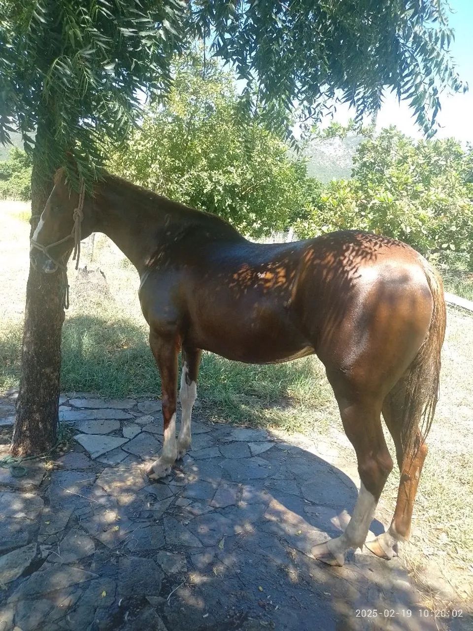 Cavalo Quarto de Milha  - Vaquejada - Foto 5