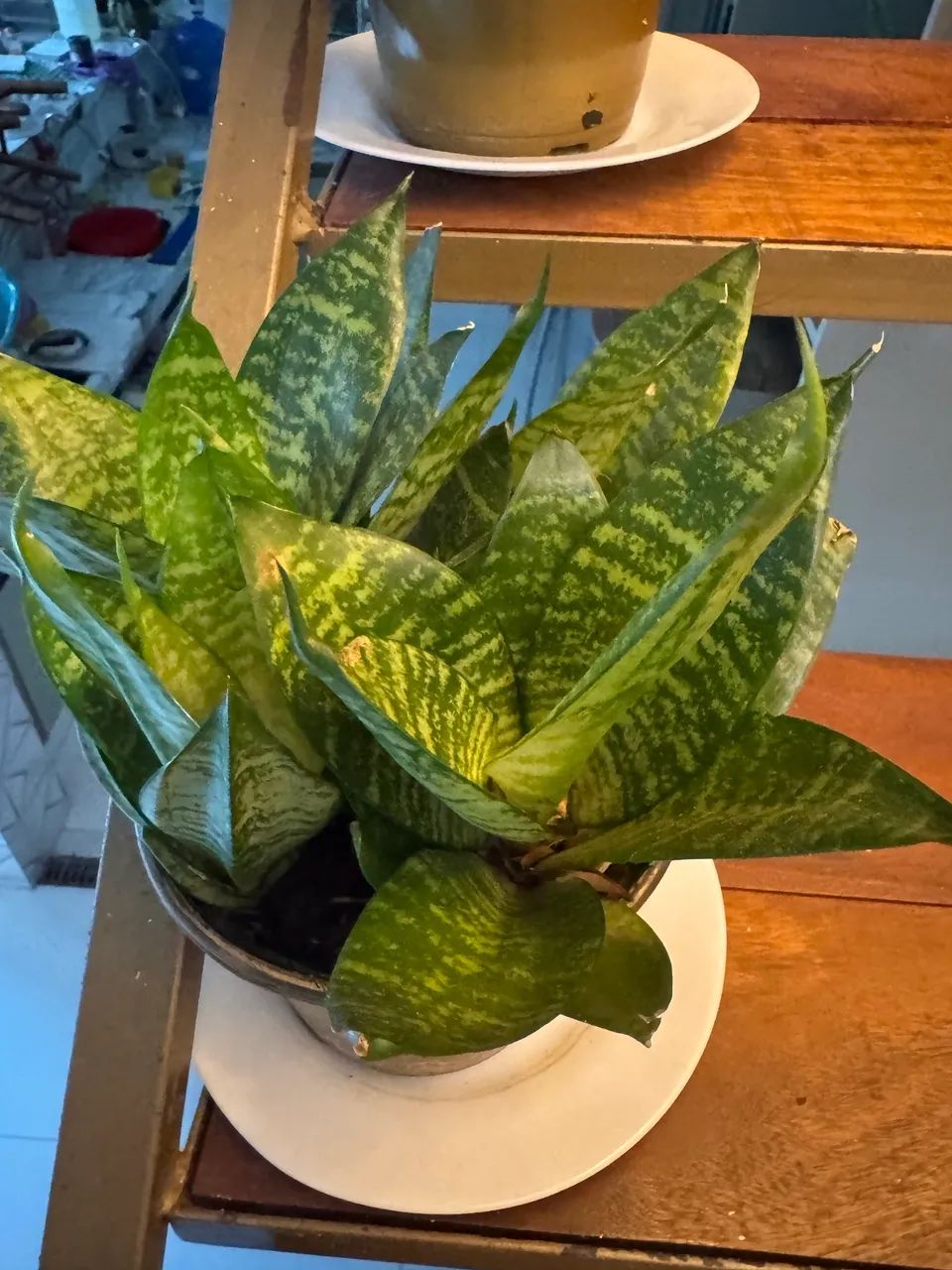 Plantas vasinhos  - Foto 4