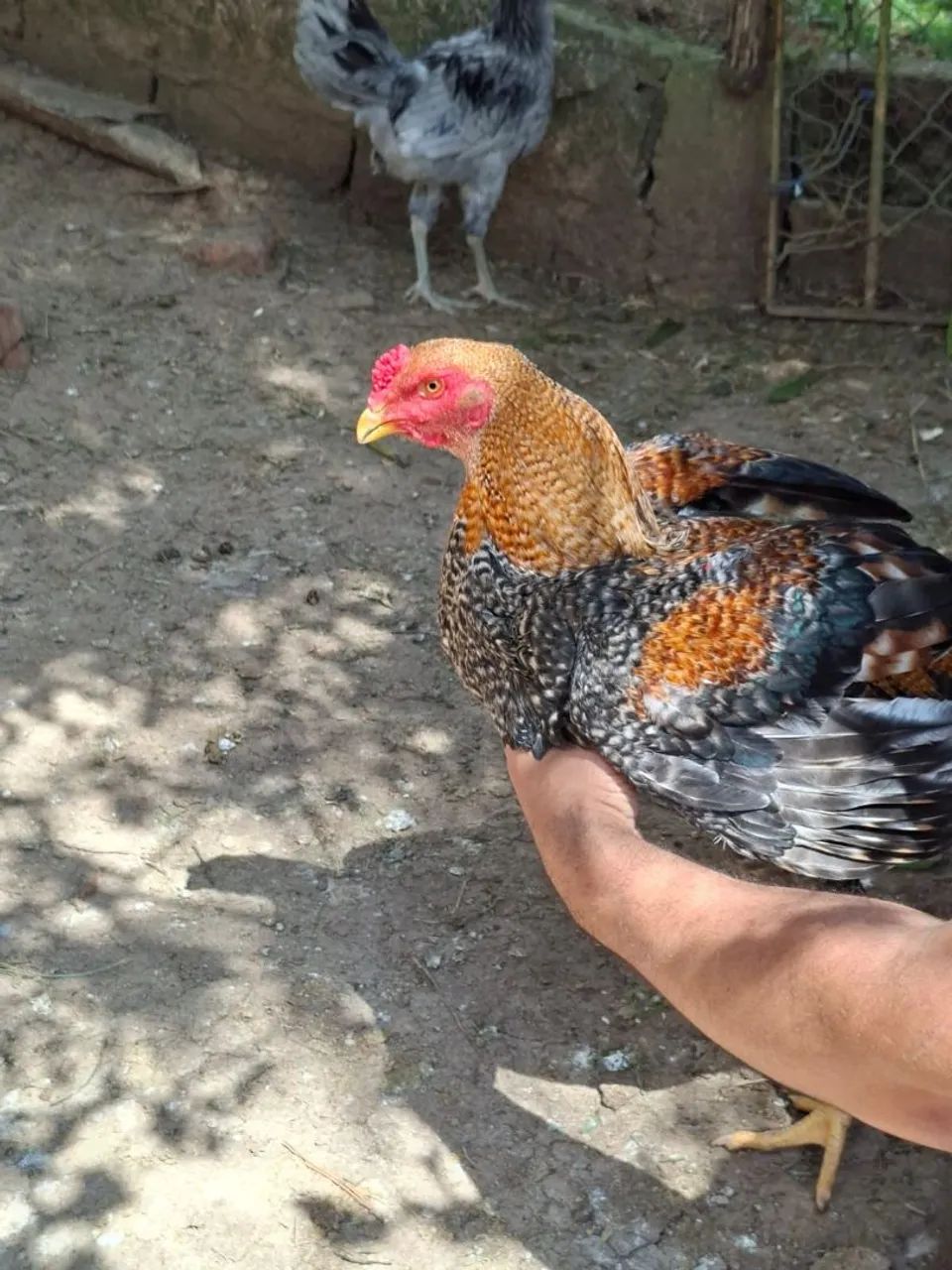 Galo indio - Foto 5