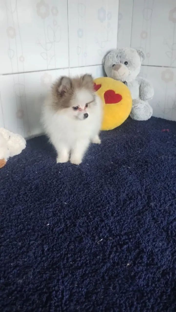 Spitz alemão anão  - Foto 2