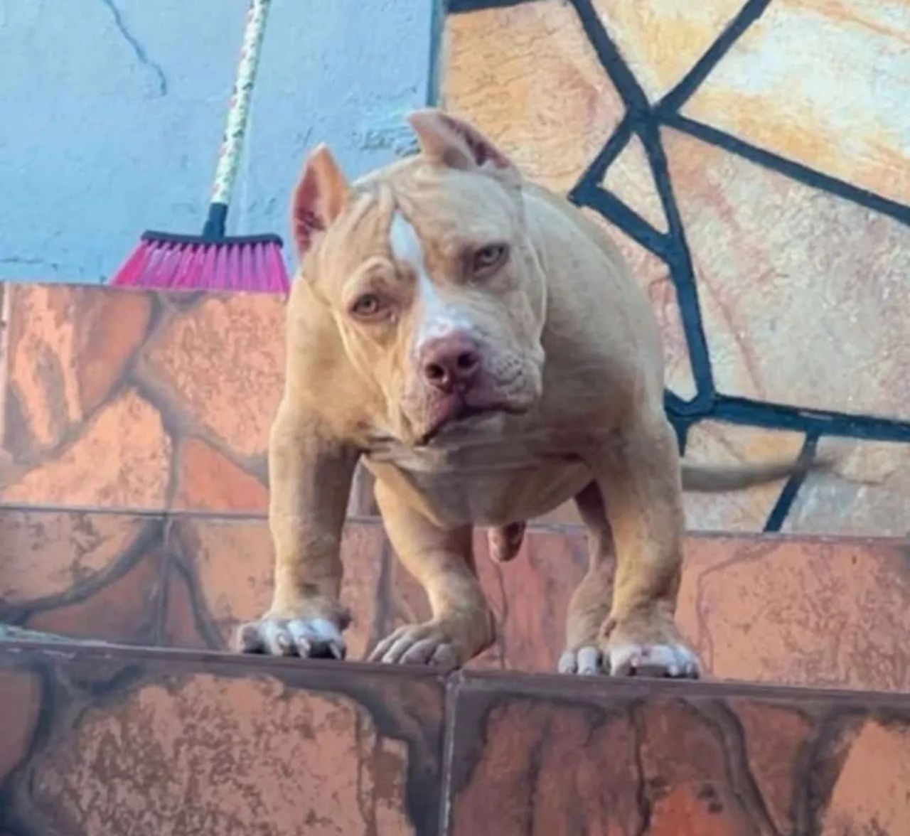 American Bully pocket  - Foto 2
