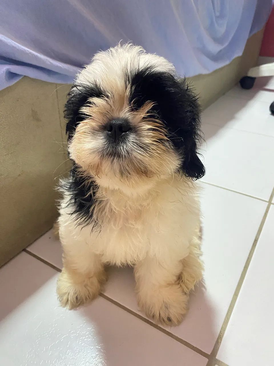 Shihtzu Fêmea - Foto 3