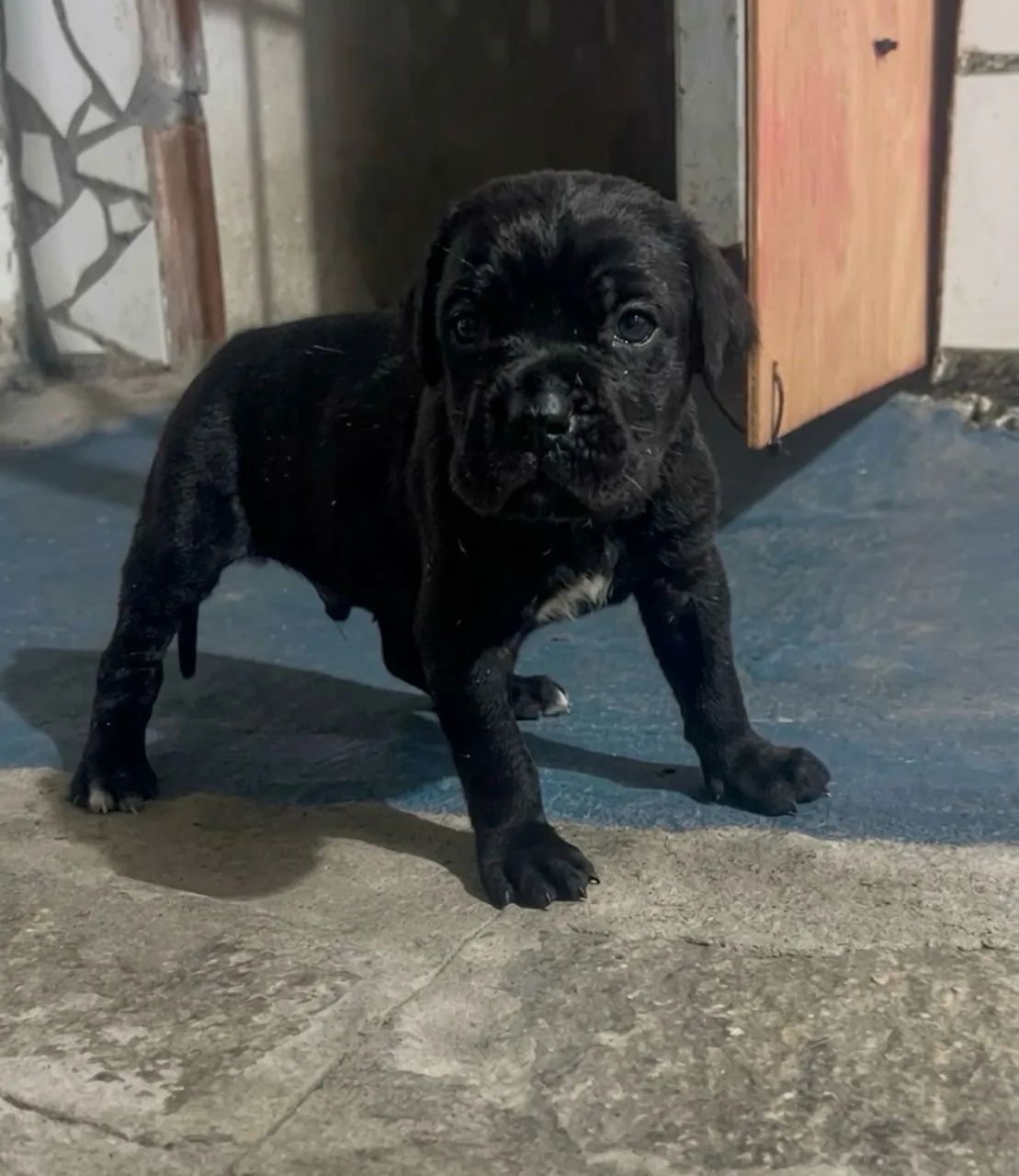 Filhotes de cane corso  - Foto 2