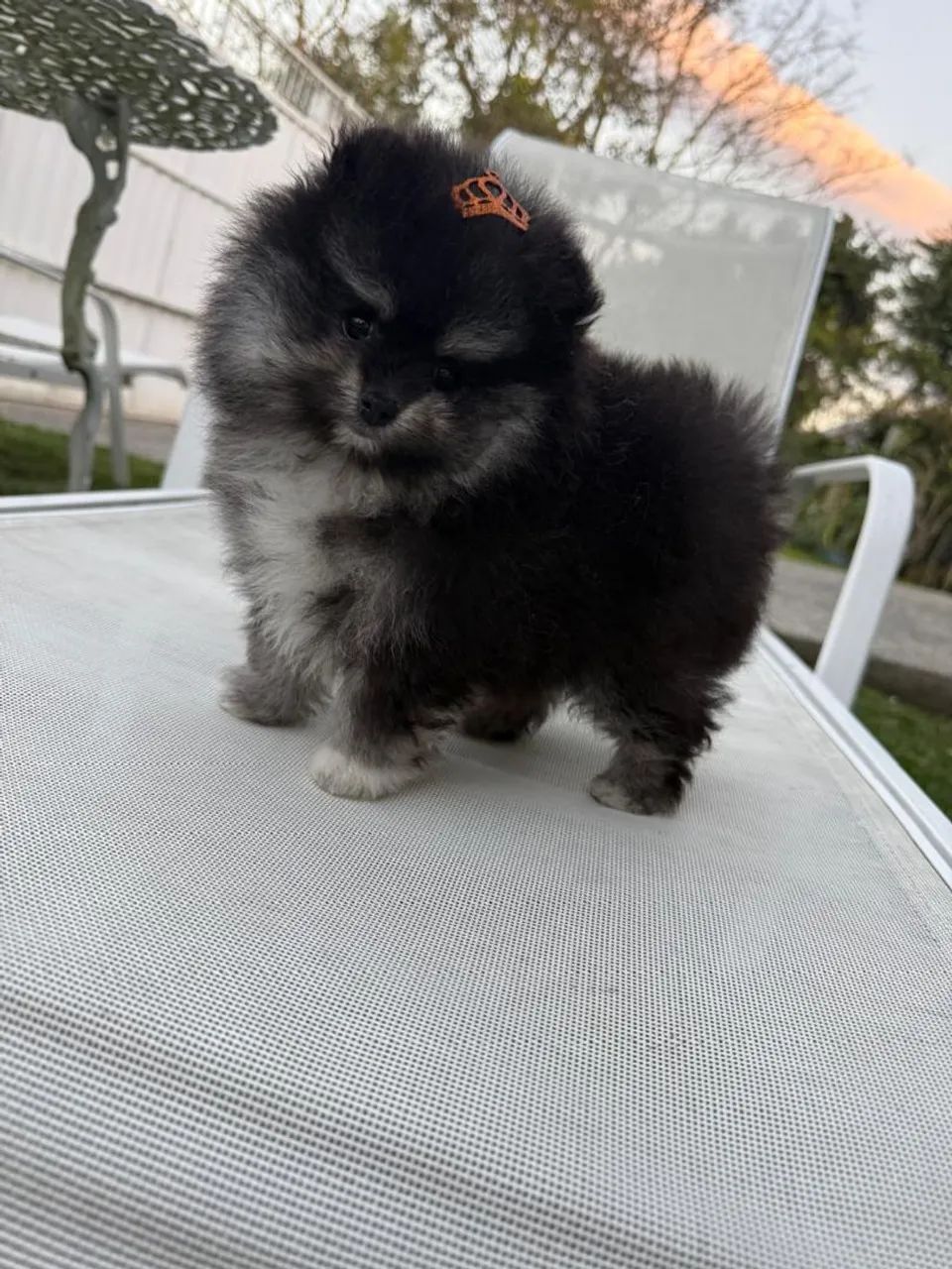 Lulu da Pomeranea macho - Foto 5