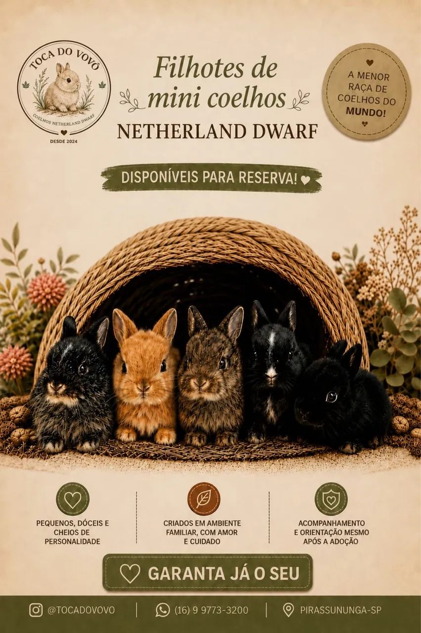 Mini Coelhos Netherland