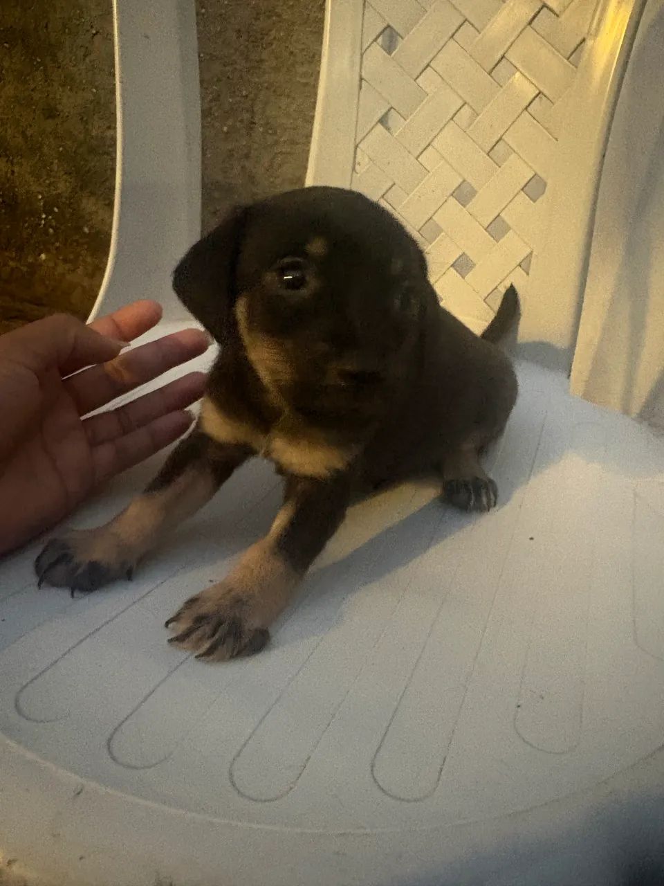 Cachorro Pinscher - Foto 2