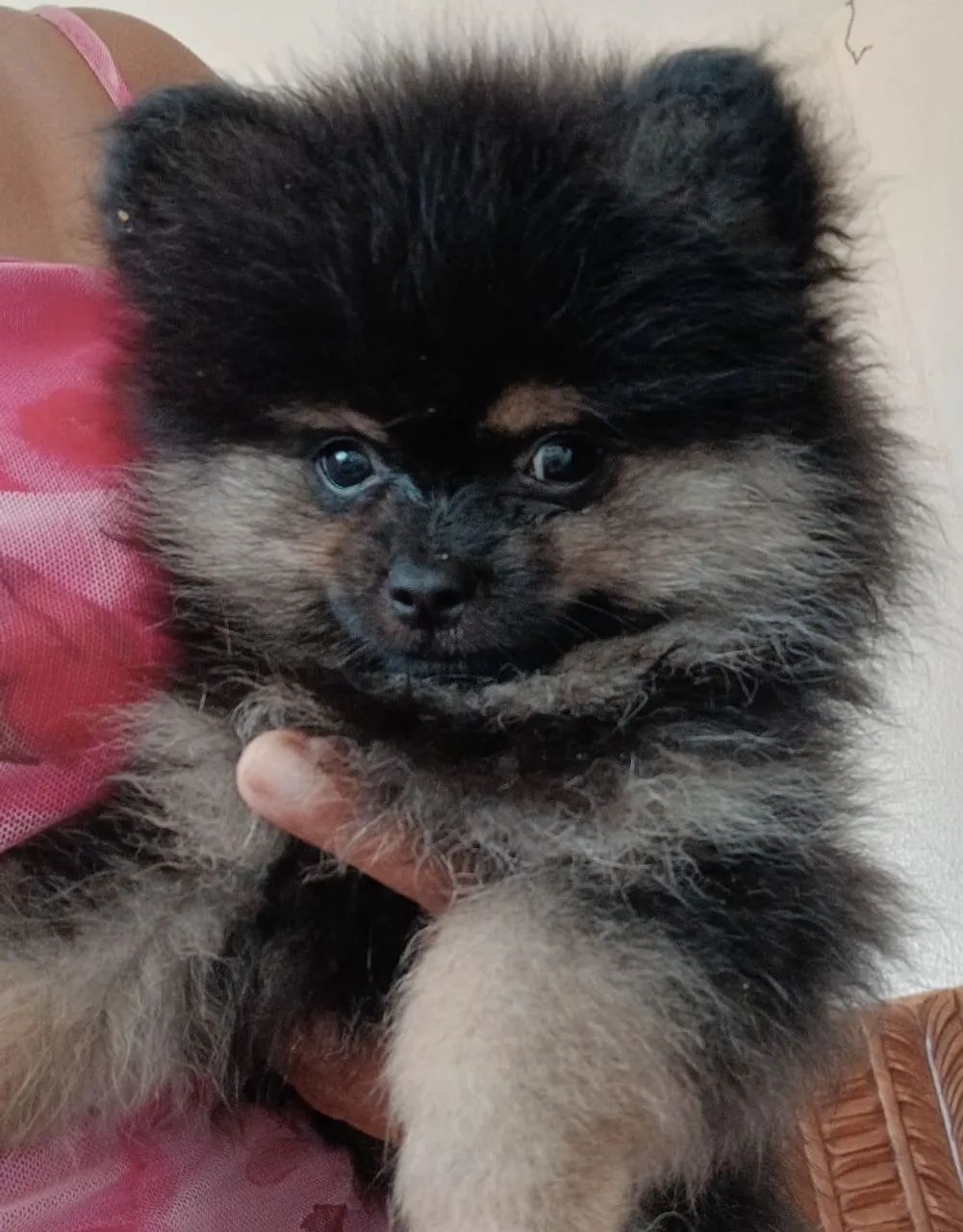 Filhote de Spitz Alemão Black-and-pan - Foto 3