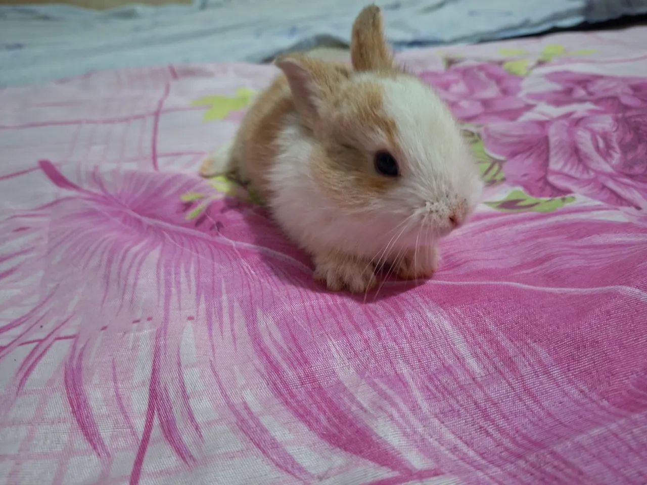 Vende-se um coelhinho - Foto 2