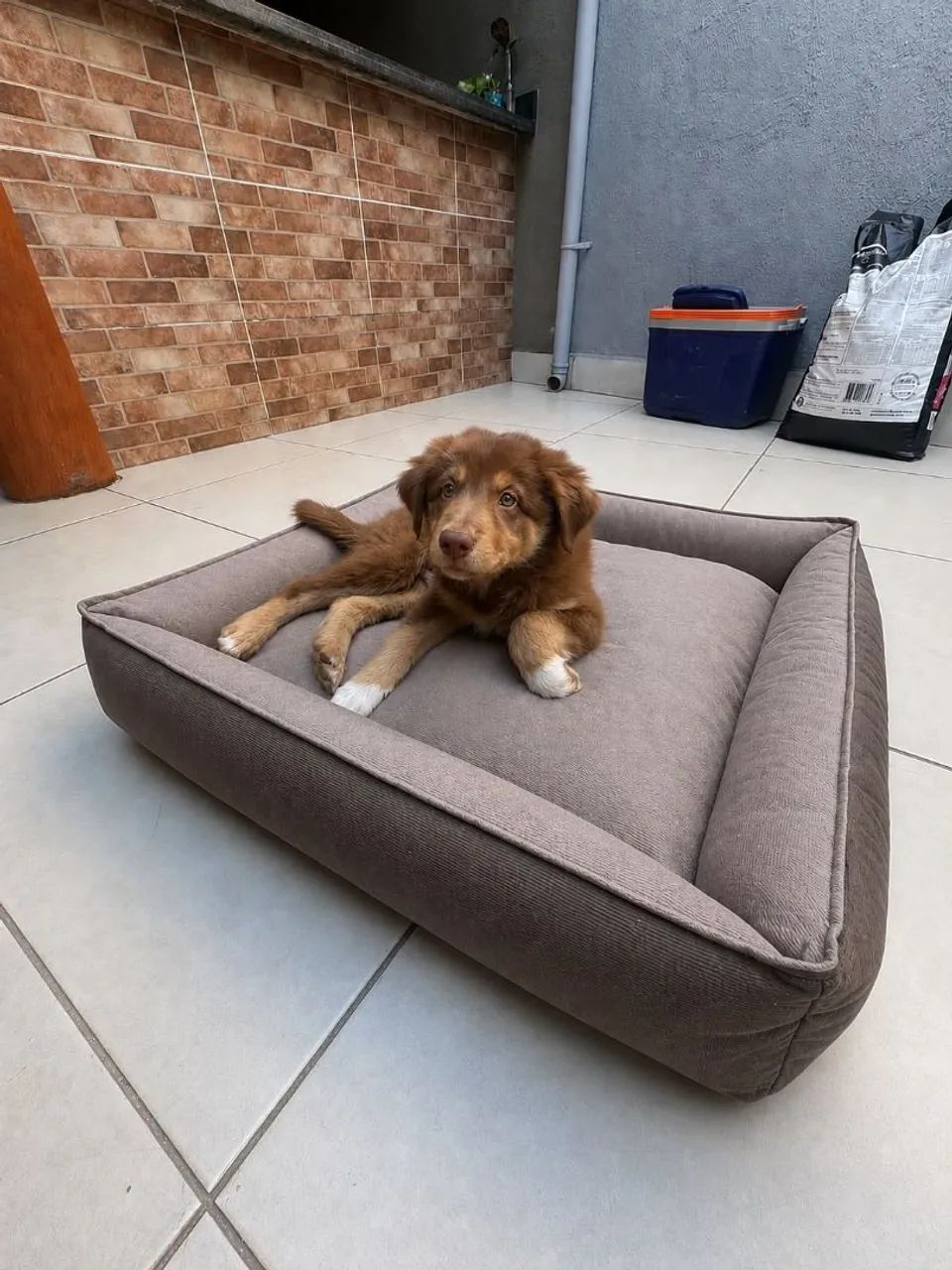 Cama Pet Premium  - Foto 2