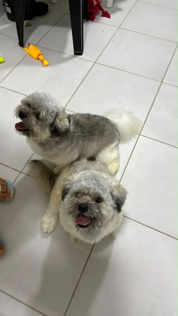 Dois filhotes de Lasha Apso