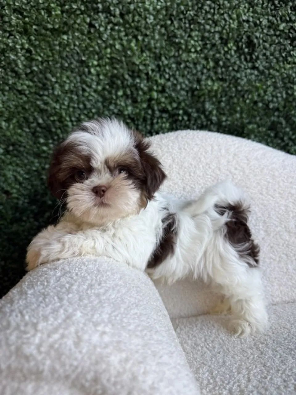 shih tzu pequenos e saudaveis  - Foto 5