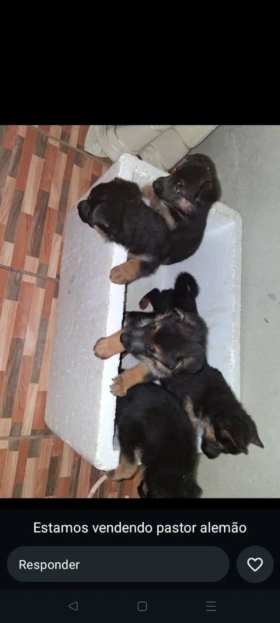Cachorro ?