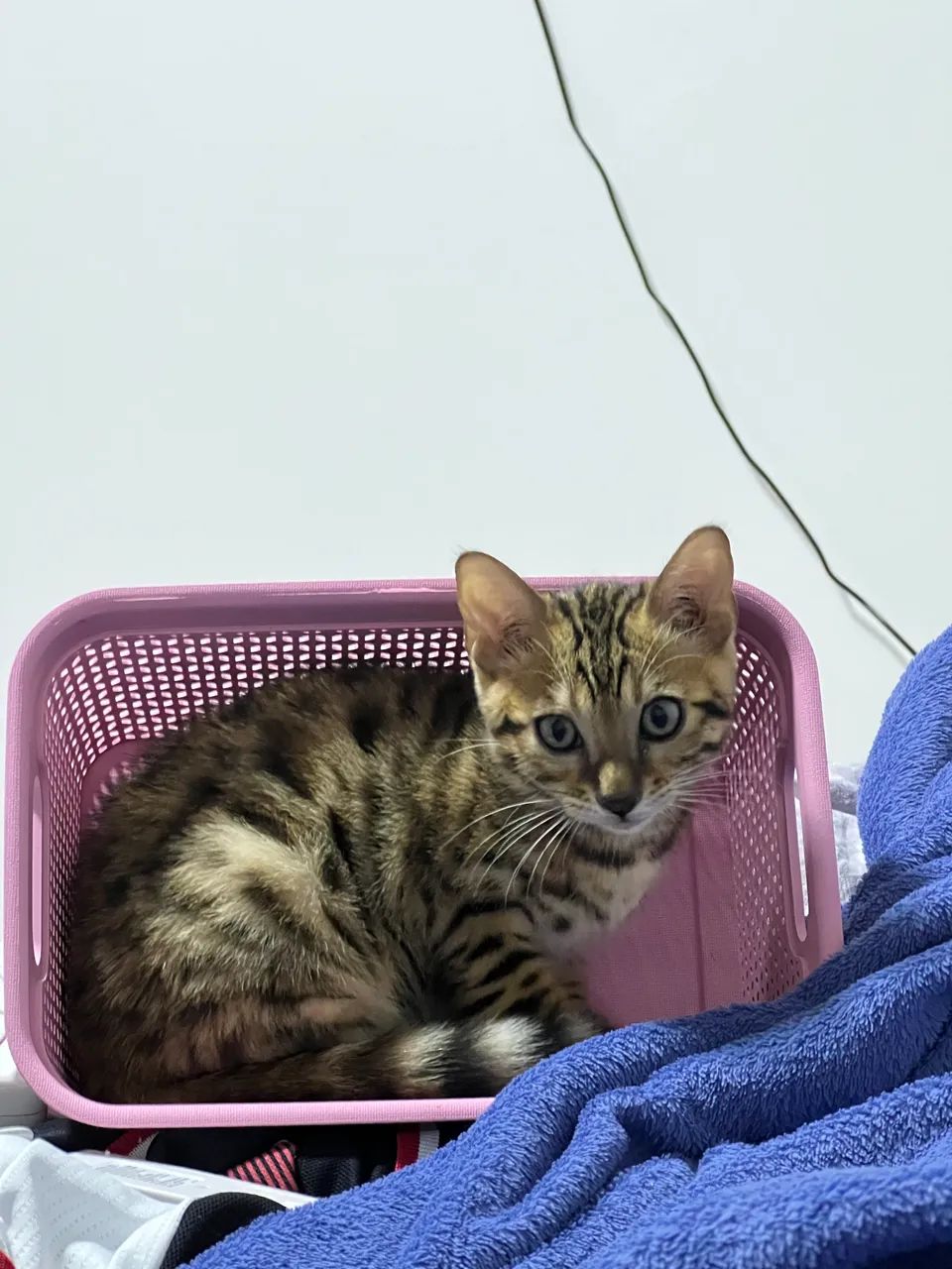 Gatos Bengal  - Foto 2