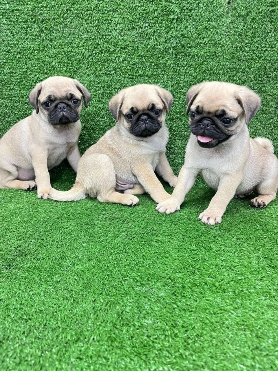 Pug um olhar esperto 