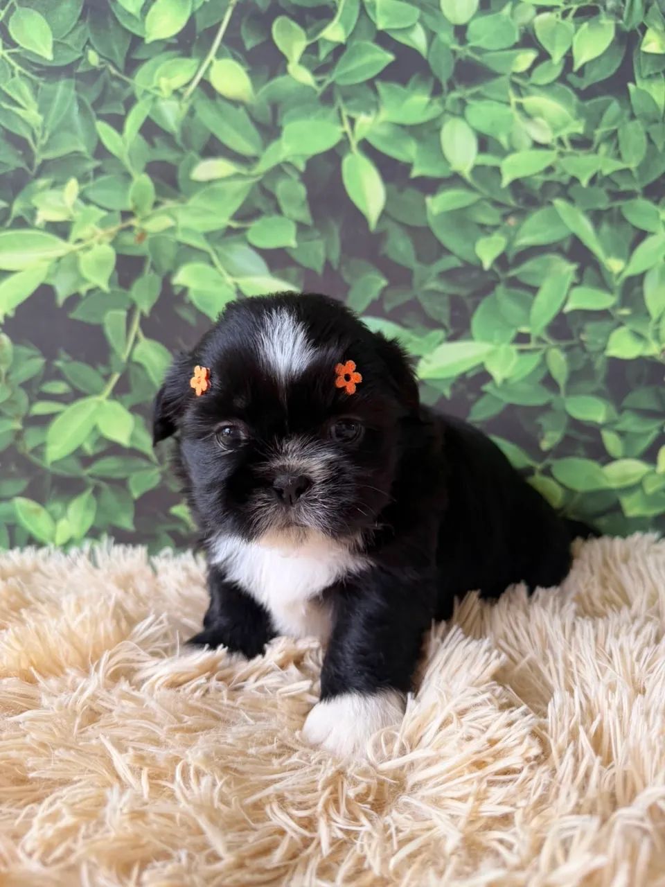 Shihtzu  - Foto 2