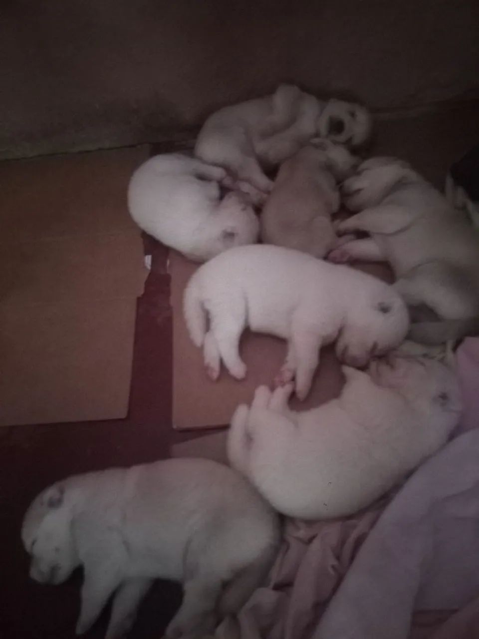 Filhotes de ranck siberiano wolly