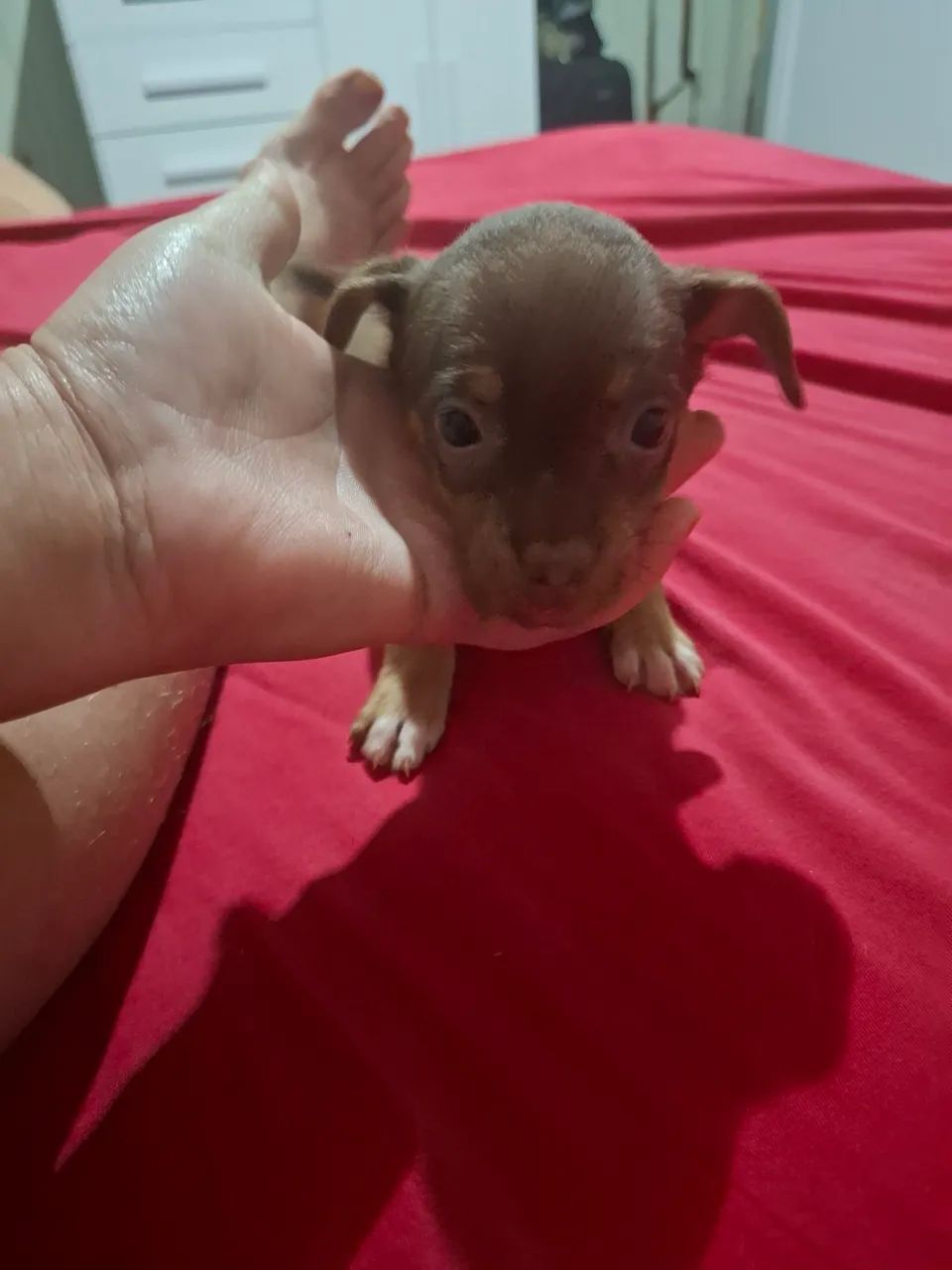 Pincher 