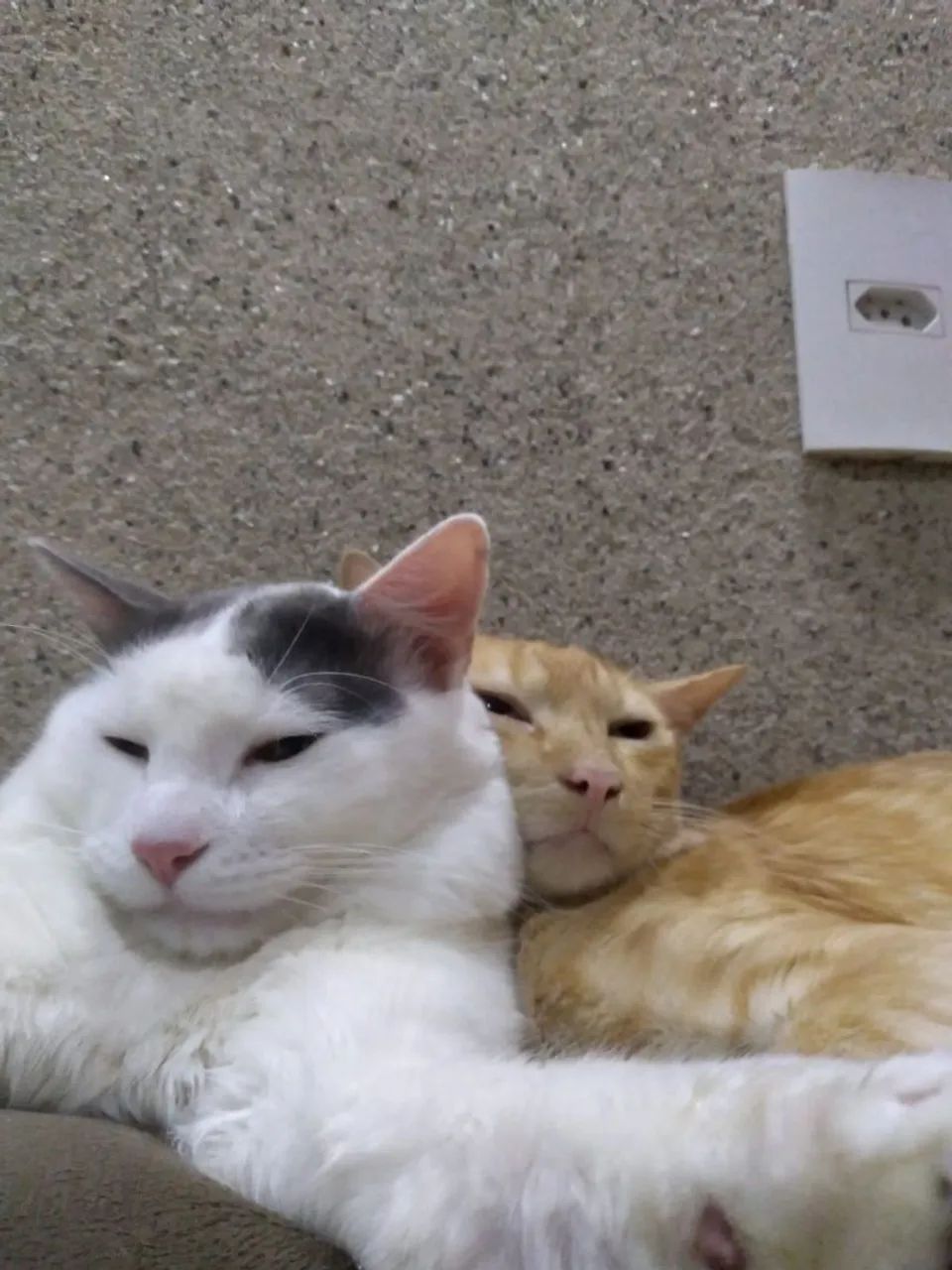 Procura-se um lar para meus gatos - Foto 2