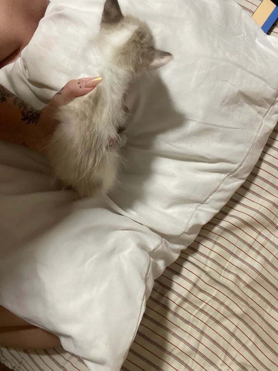 Gatinhas para adoção responsável  - Foto 3