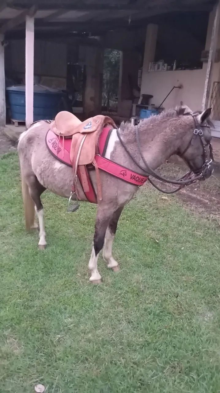 Vendo pônei. - Foto 3