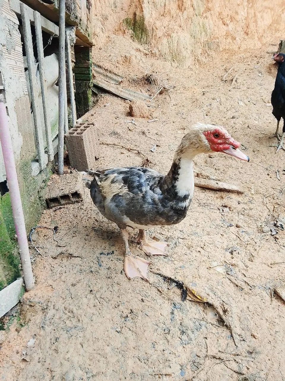 Pato