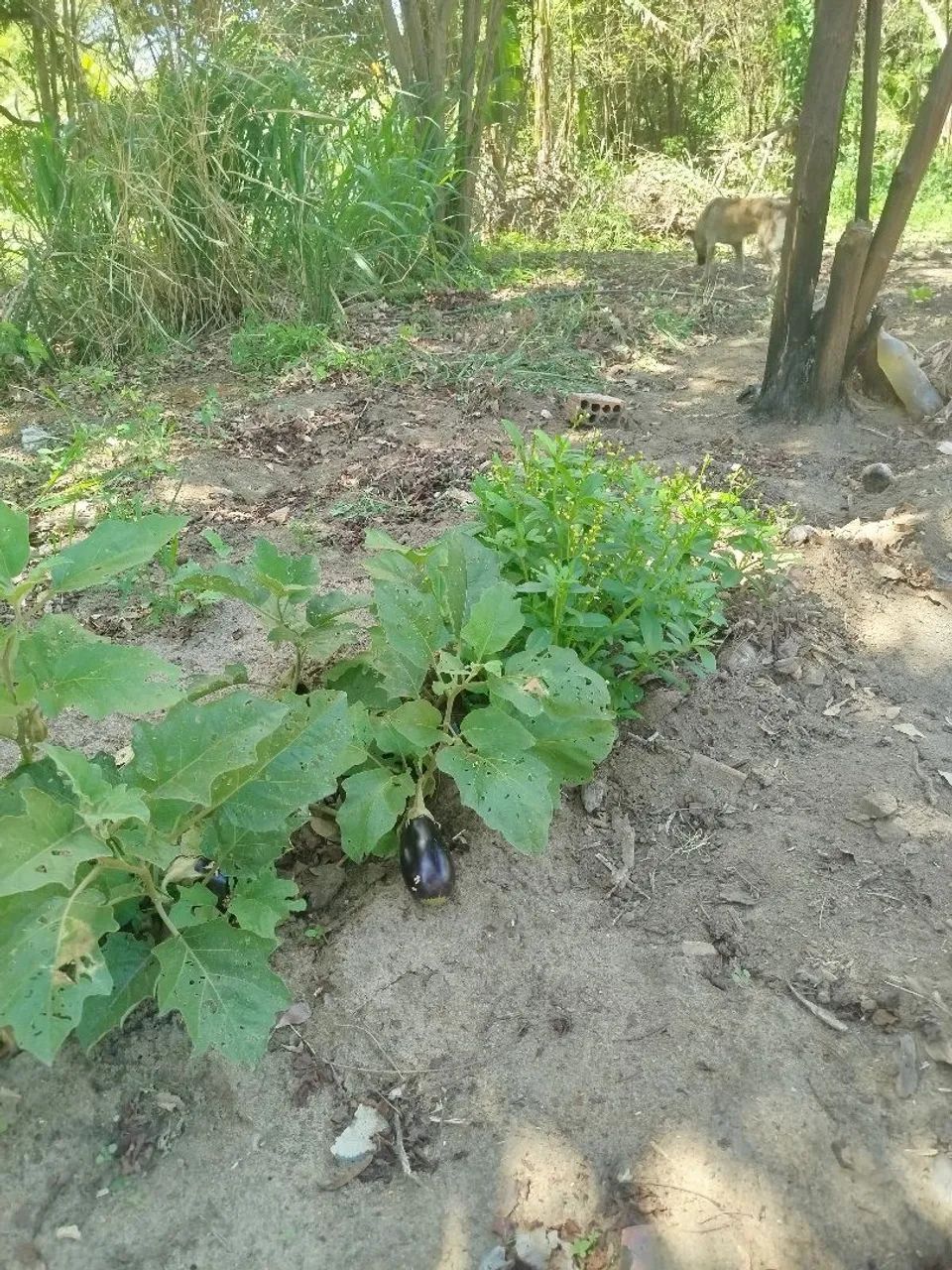 Sítio lagoinha - Nova Iguaçu - RJ - Foto 8