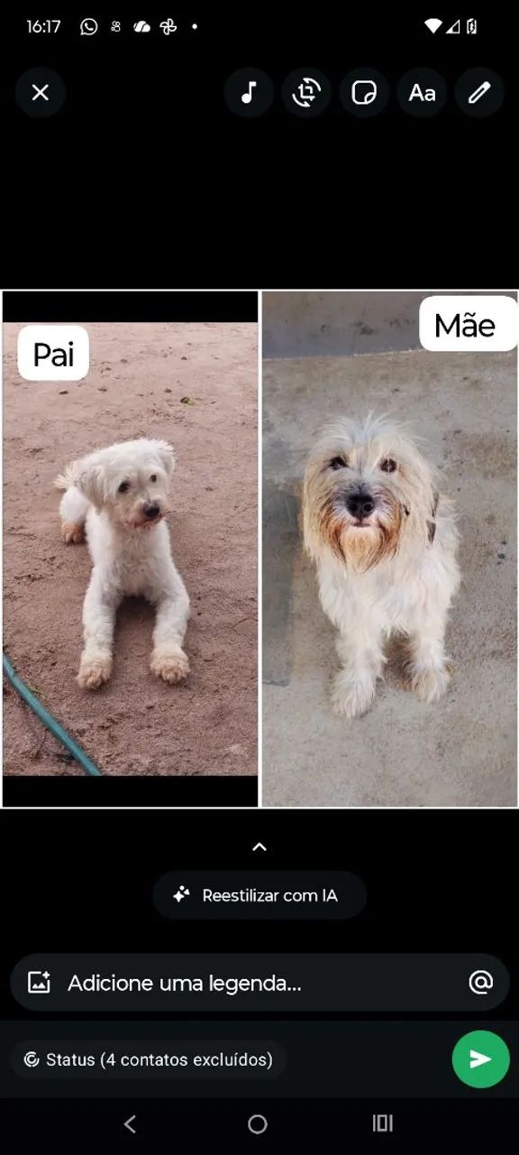 Poodle/Yorkshire  - Foto 4