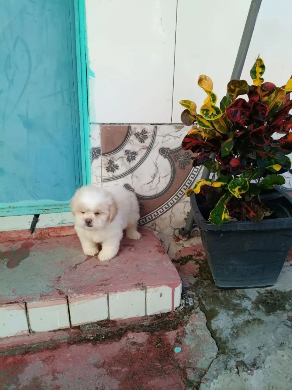 Lindo Shitzu  - Foto 3