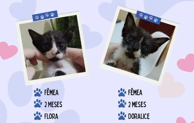 Gato para doação