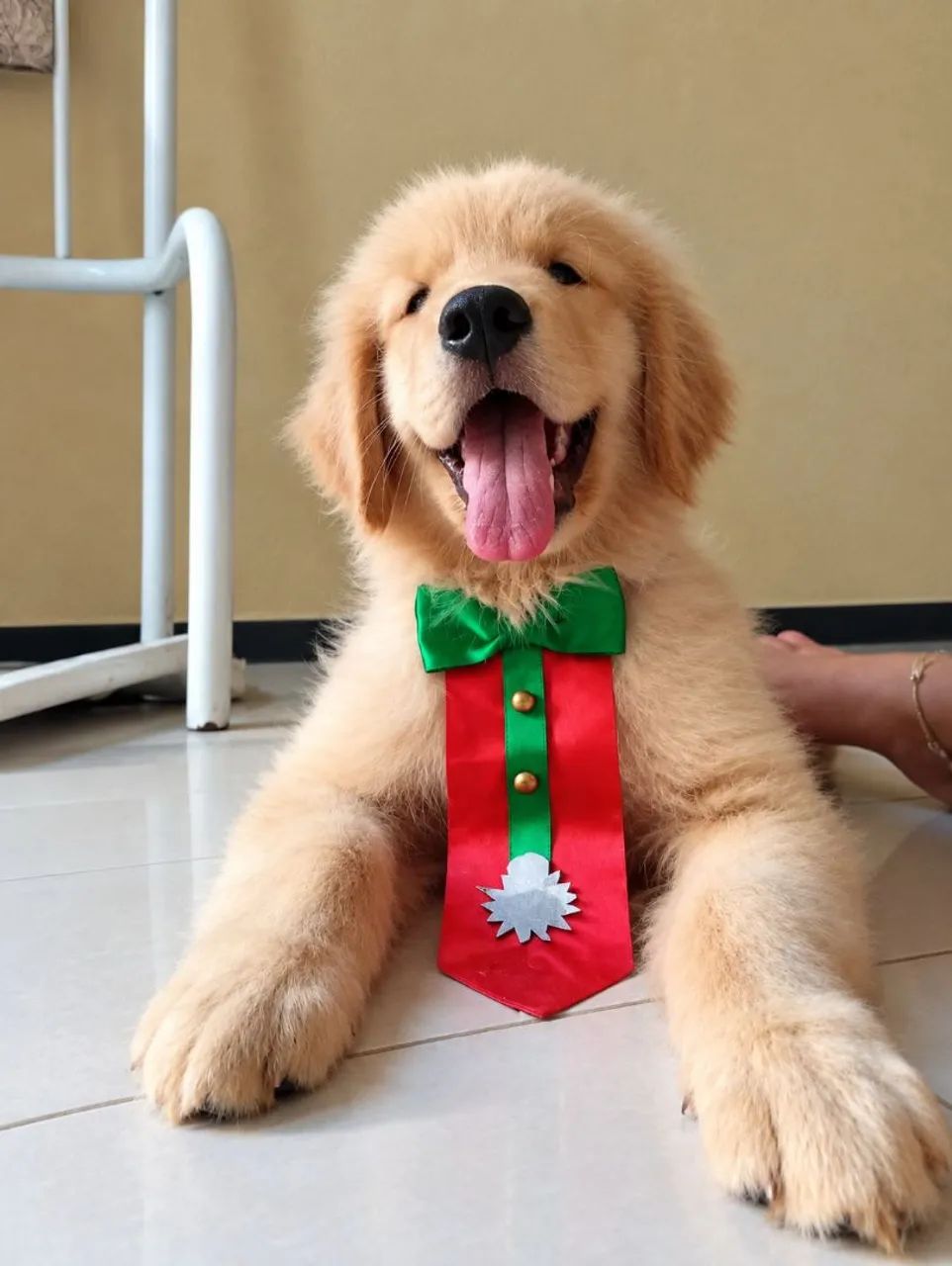 Golden Retriever Macho