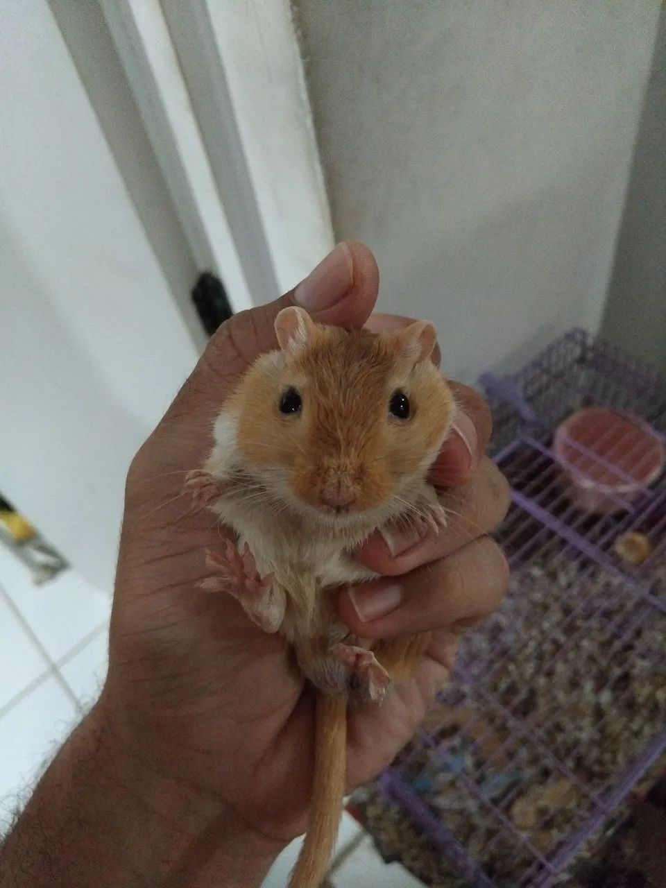 Gerbil/ esquilos da Mongólia 