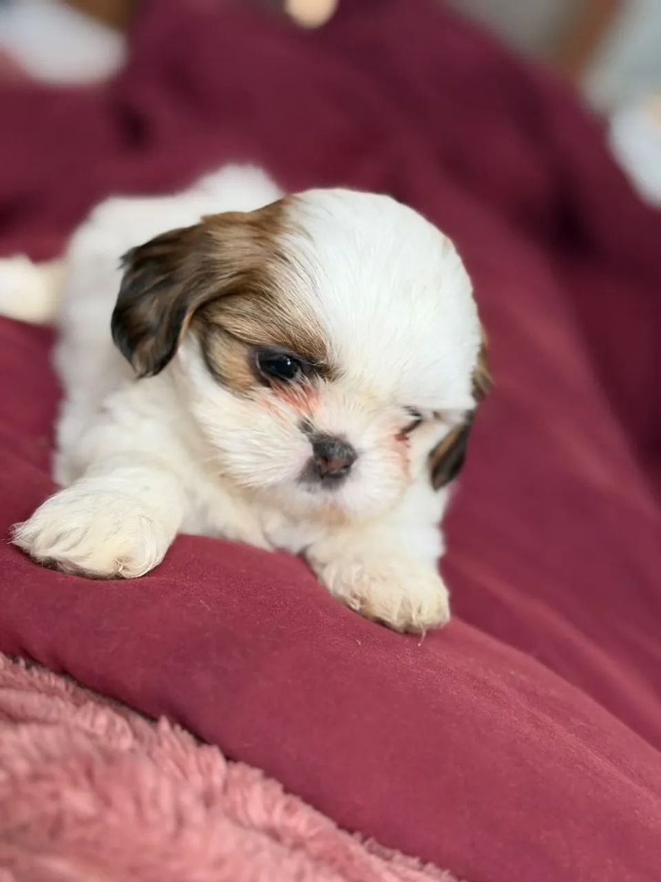 Mini Shitzu 