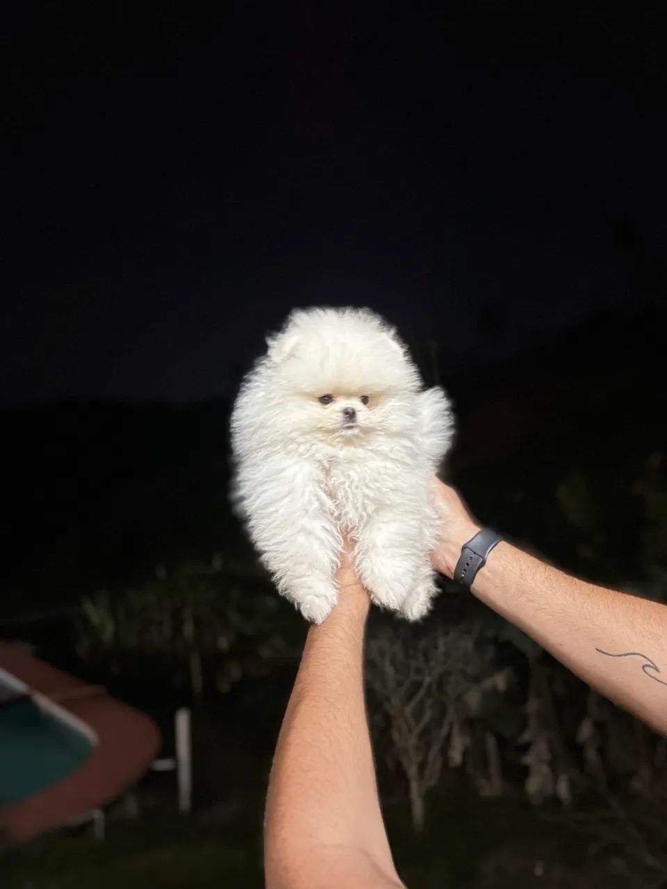 Lulu da Pomerania Ursinho