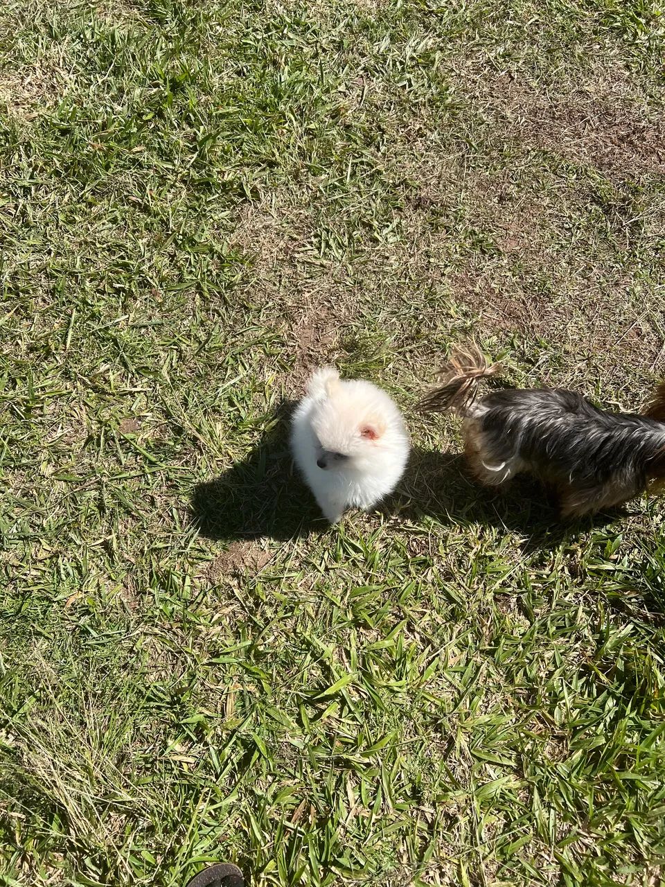 Cachorro  - Foto 2
