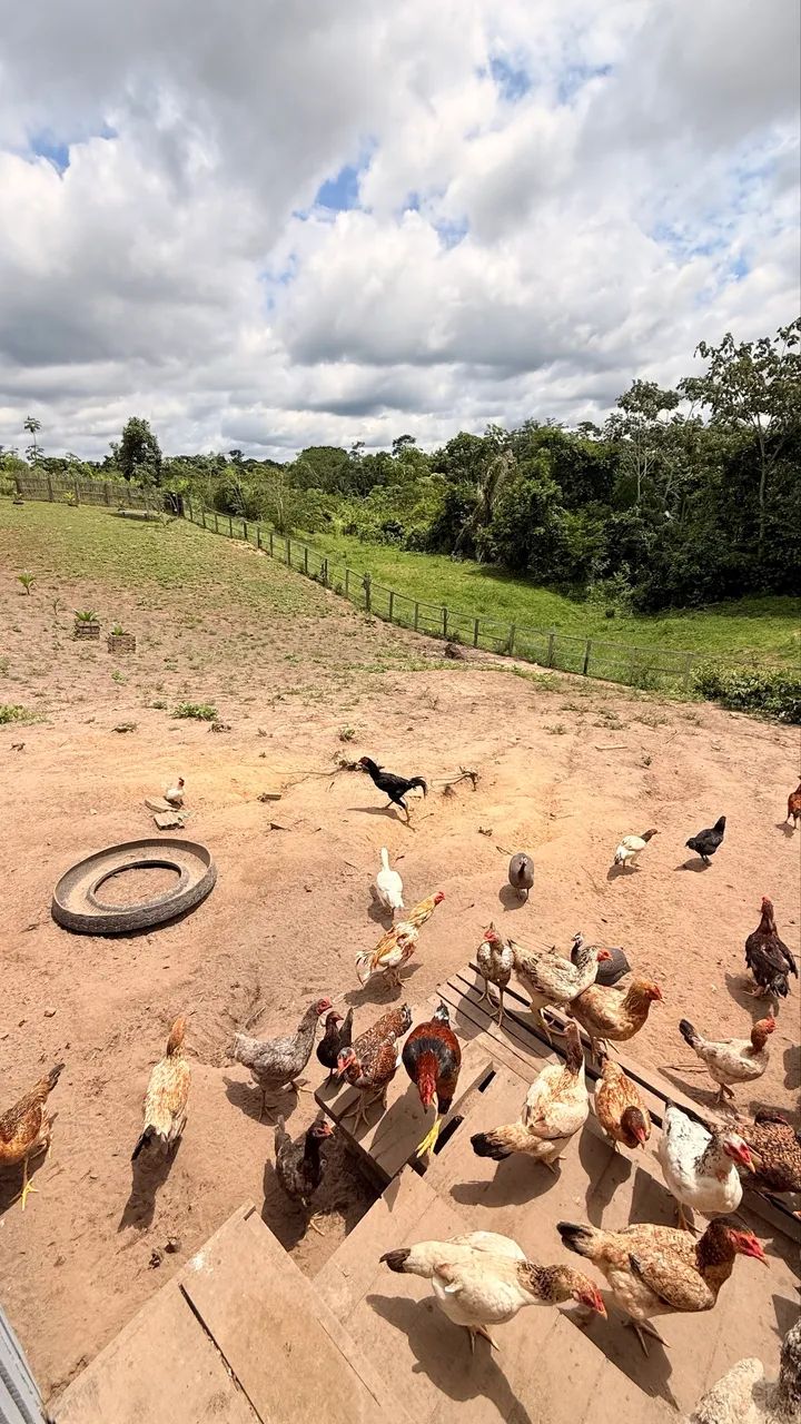 Vende-se chácara  - Foto 2