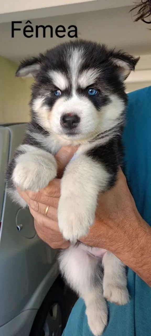 Husky Siberiano Wolly - Foto 4