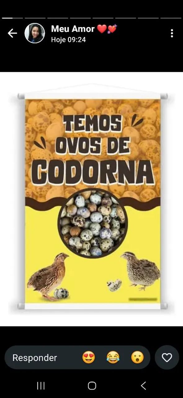 Ovos de codorna  - Foto 4