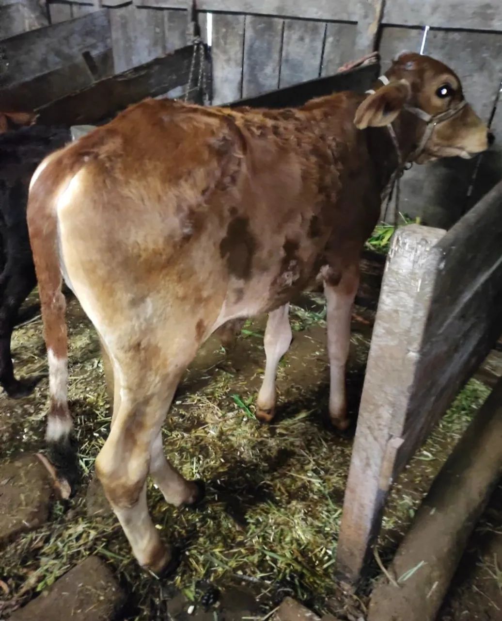 Terneiro Gir leiteiro  - Foto 4