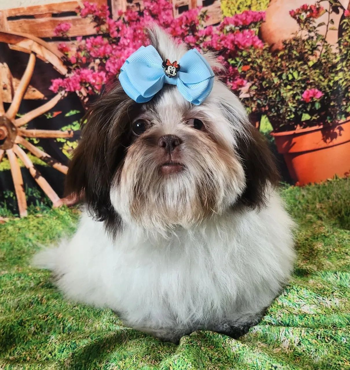 Shih tzu macho  - Foto 2