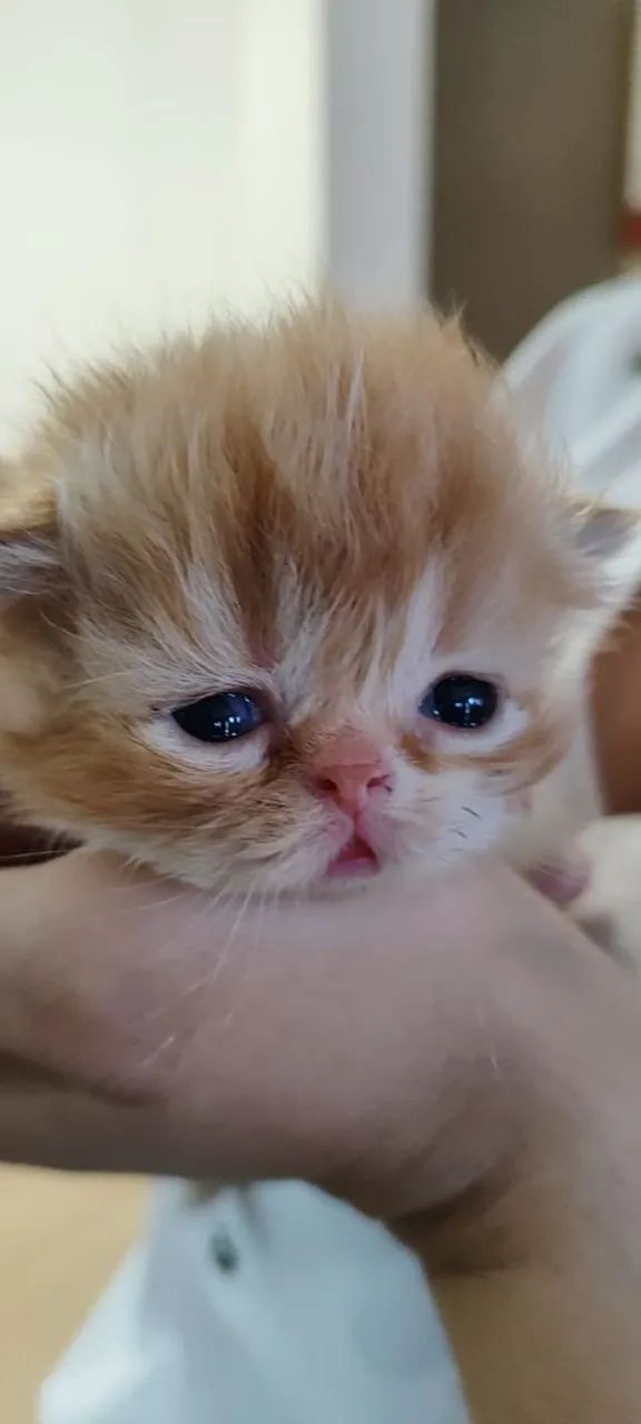 Gatos Persas - Foto 3